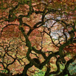 Trees14