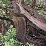 Trees22