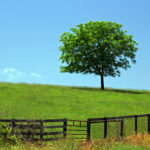 Trees24