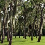 Trees25