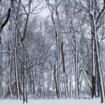 Trees26