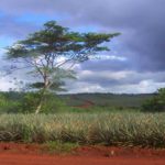 Trees30