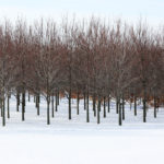Trees31