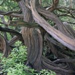 Trees35