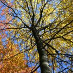 Trees36