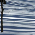 Trees37