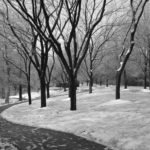 Trees38