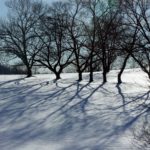 Trees39