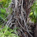 Trees6