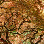 Trees7