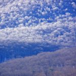 Trees8