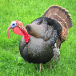 Turkey
