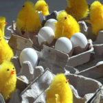 chicks-and-egg-cartons2-brighter