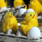 chicks-andeggs-close
